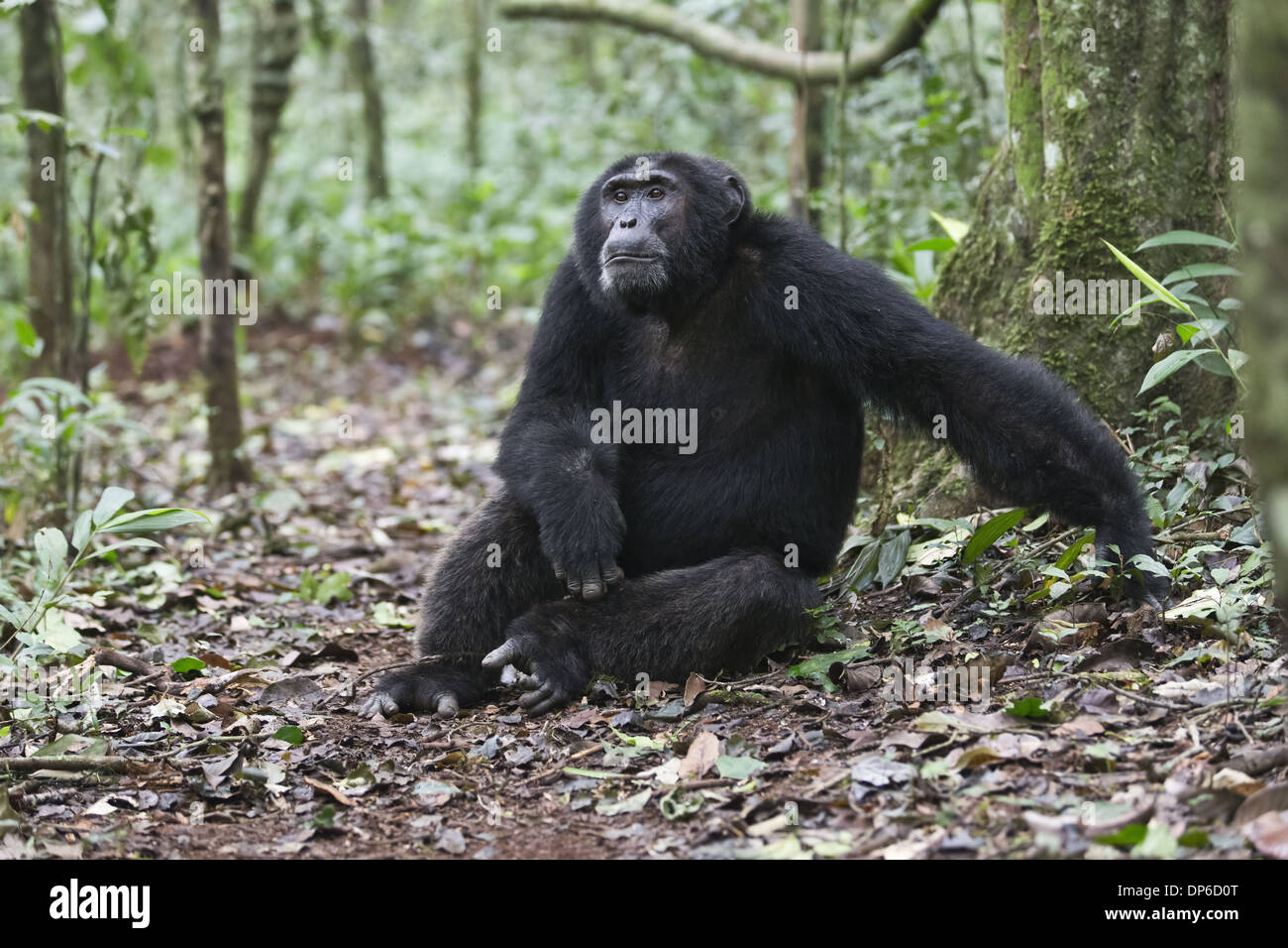 Eastern Chimpanzee (Pan troglodytes schweinfurthii) adult male sitting on forest floor Kibale Forest Kibale N.P. Uganda June Stock Photo