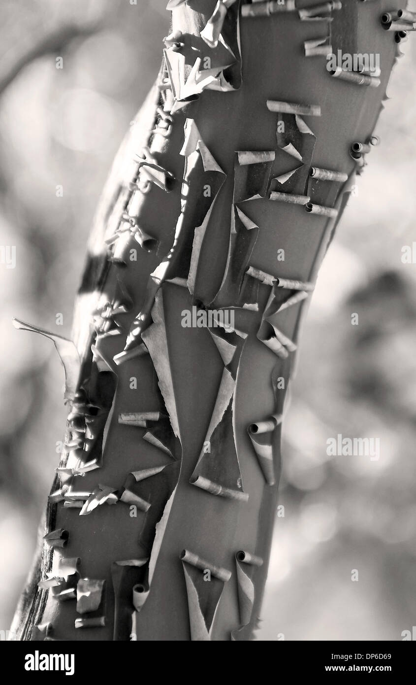 Chaparral shrubs hires stock photography and images Alamy