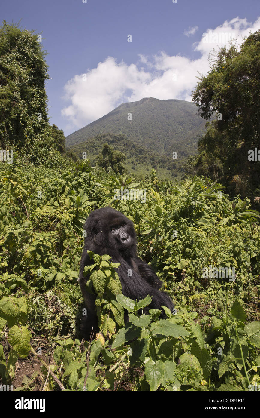 Mountain Gorilla (Gorilla beringei beringei) 'silverback' alpha male ...