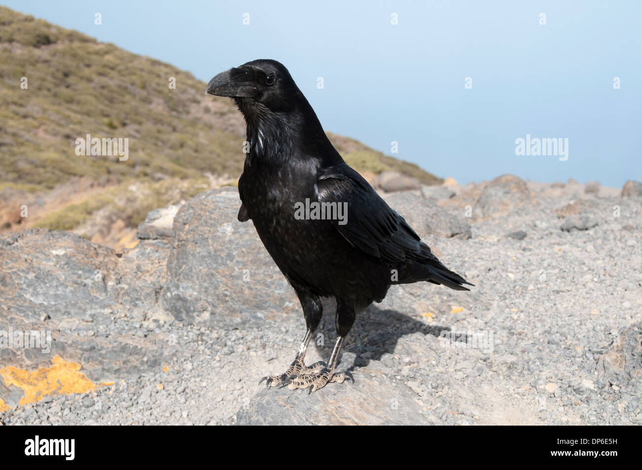 Common Ravens are among the very intelligent and curious animals.  Kolkraben sind sehr intelligente und neugierige Vögel. Stock Photo