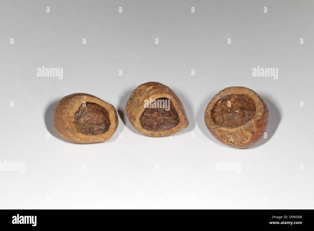 Bank Vole (Myodes glareolus) eaten hazelnuts Stock Photo Alamy