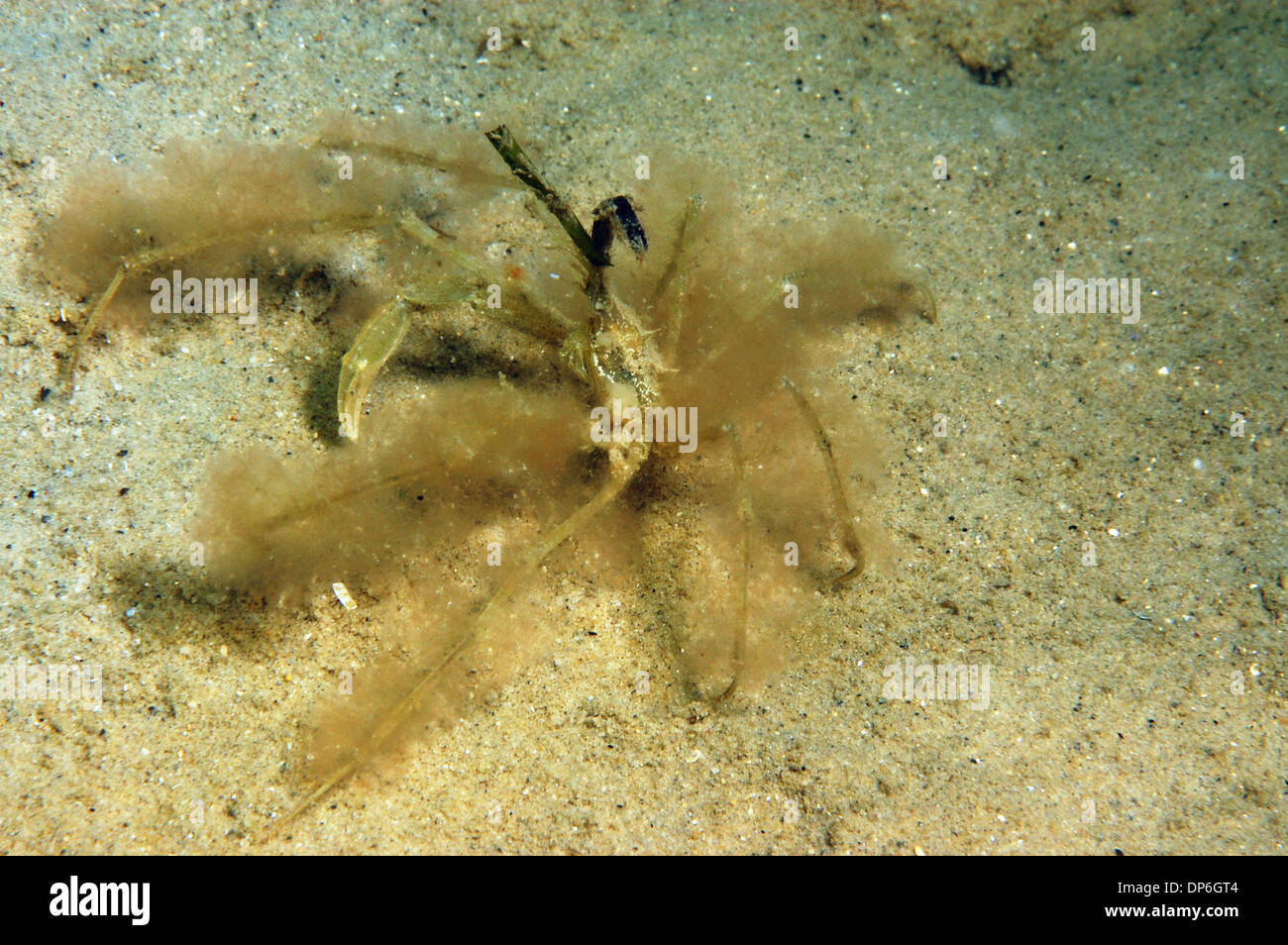 Longlegged Spider Crab (Macropodia sp.) adult covered with algae for