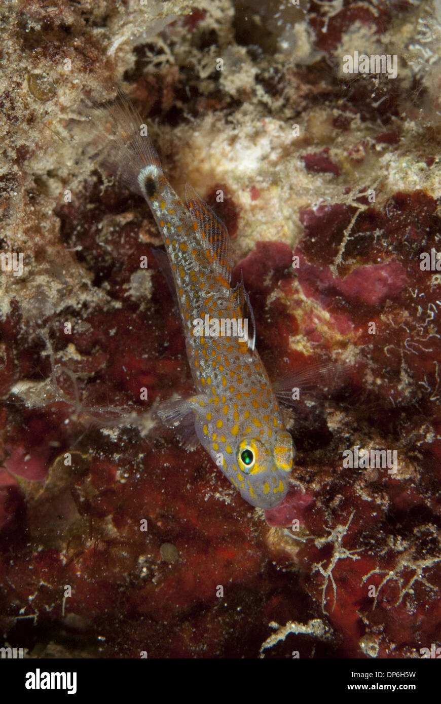 Oval-spot Goby (Asterropteryx ovata) adult, resting on coral, Lembeh Straits, Sulawesi, Sunda Islands, Indonesia, June Stock Photo