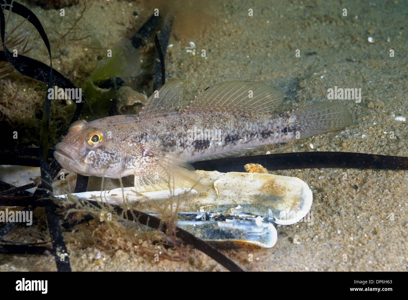 Black Goby (Gobius niger) adult, resting on sandy seabed, Studland Bay, Isle of Purbeck, Dorset, England, August Stock Photo