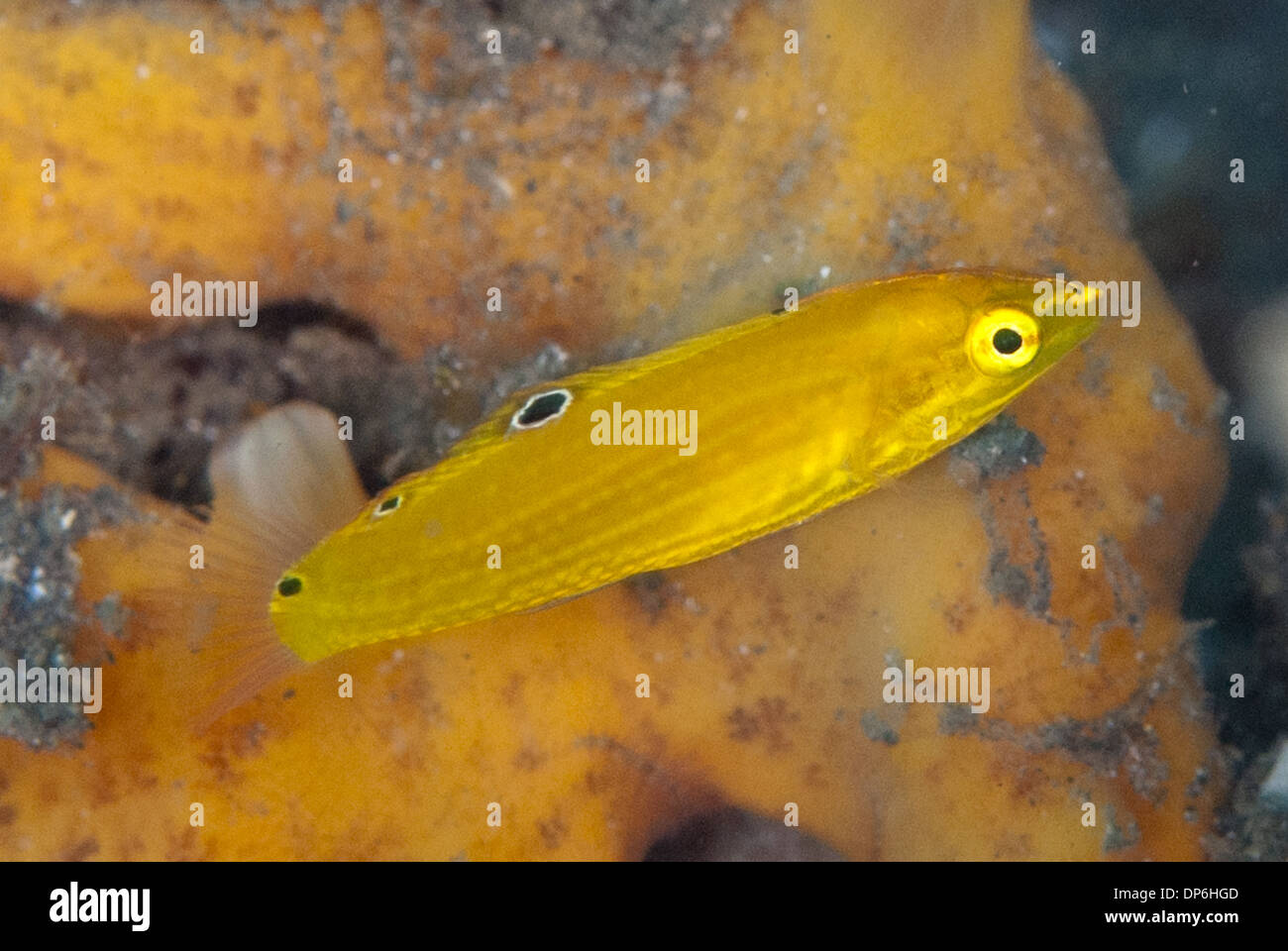 Canary Wrasse (Halichoeres chrysus) adult, swimming beside sponge, Lembeh Straits, Sulawesi, Sunda Islands, Indonesia, June Stock Photo
