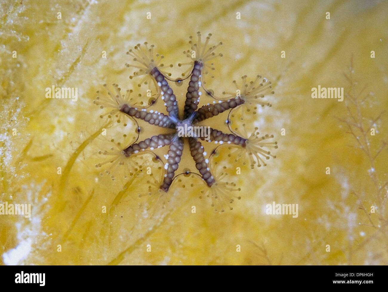 Stalked Jellyfish (Haliclystus auricula) adult, Kimmeridge Bay, Isle of Purbeck, Dorset, England, June Stock Photo