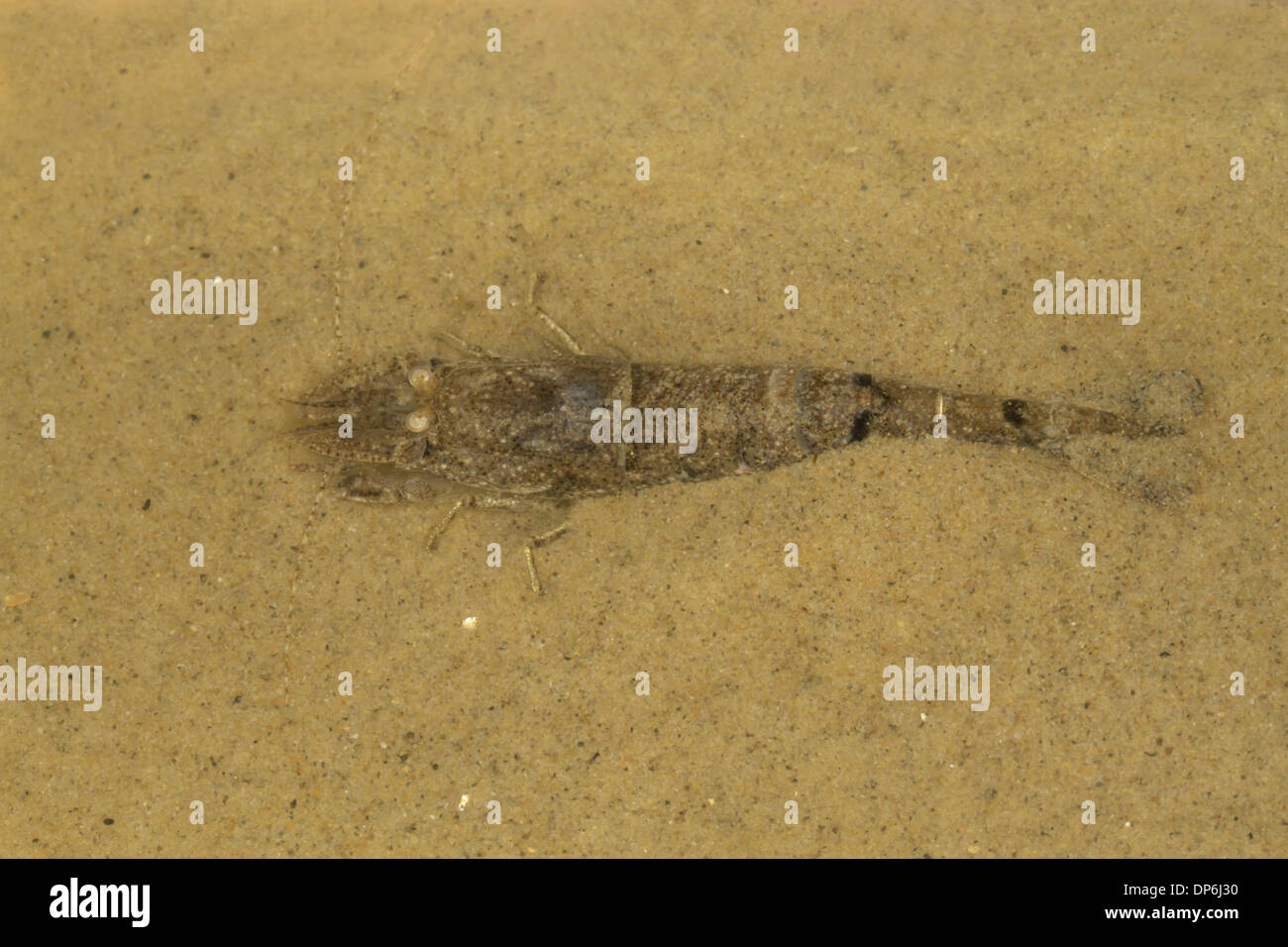 Common Shrimp (Crangon crangon) adult, on sand in shallow water, Norfolk, England, August Stock Photo