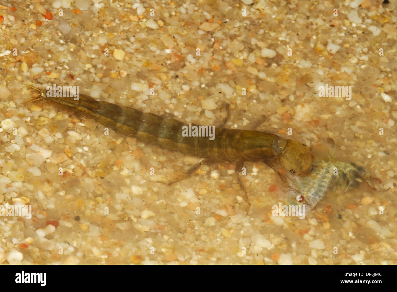 Great Diving Beetle (Dytiscus marginalis) larva, feeding on fairy shrimp in shallow water, Spain, May Stock Photo