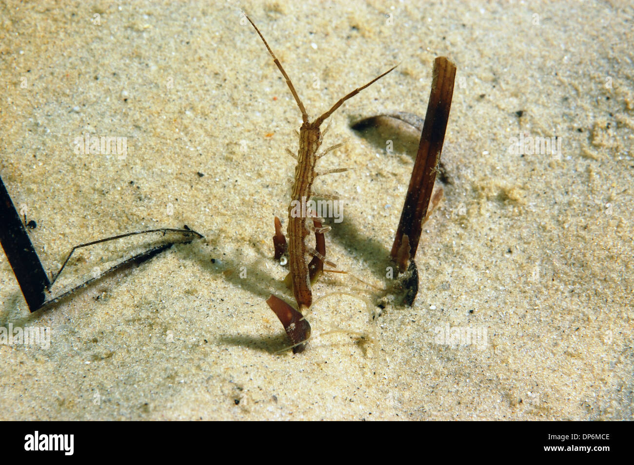 Isopod (Idotea linearis) adult, amongst eelgrass on sandy seabed, Studland Bay, Isle of Purbeck, Dorset, England, September Stock Photo