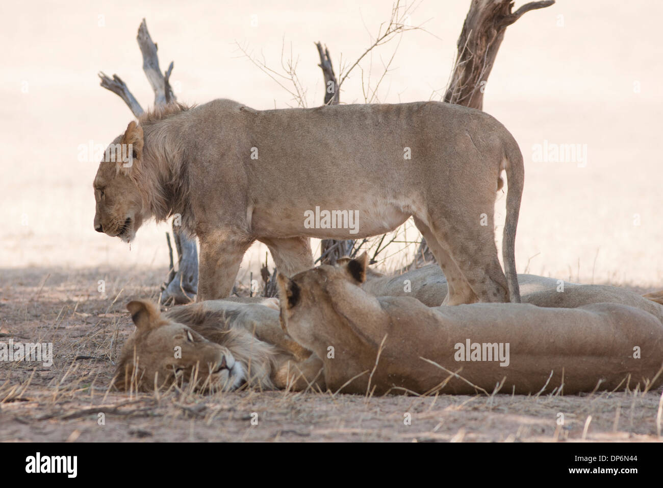 African Lion pride in the Kalahari desert Stock Photo