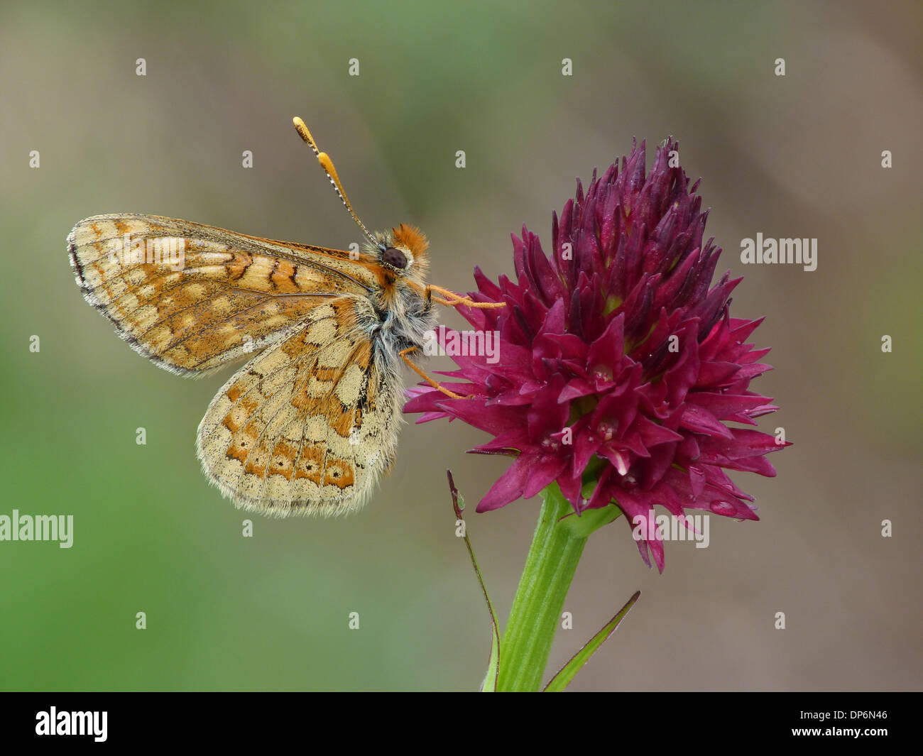 Alpine Marsh Fritillary (Euphydryas aurinia debilis) adult male roosting on Black Vanilla Orchid (Nigritella nigra) flowerspike Stock Photo