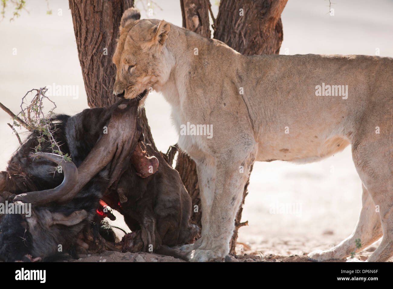 African Lioness turning over her kill in the Kalahari desert Stock Photo