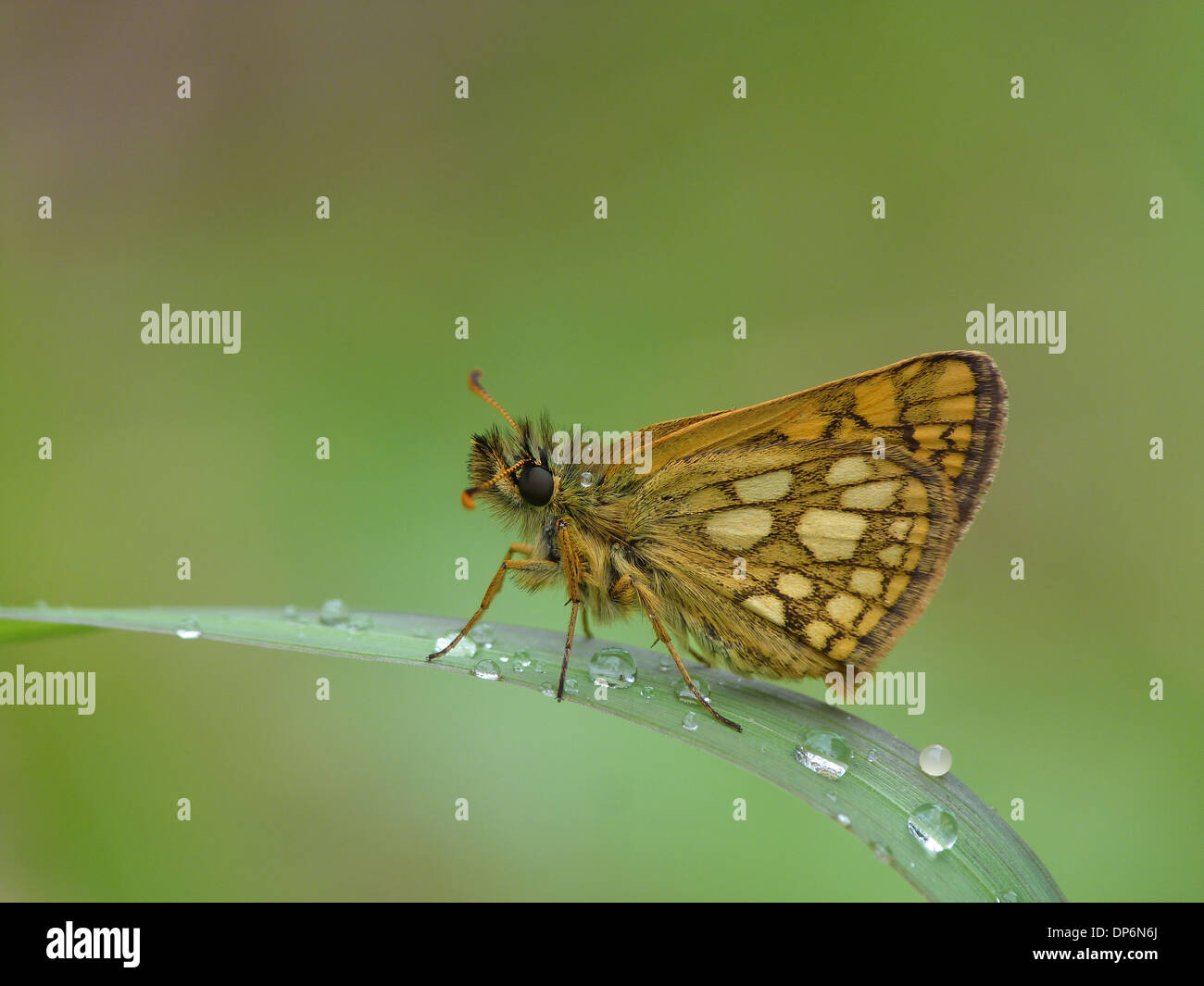 Chequered Skipper (Carterocephalus palaemon) adult male resting on grass leaf with early morning dew Dolomites Italian Alps Stock Photo