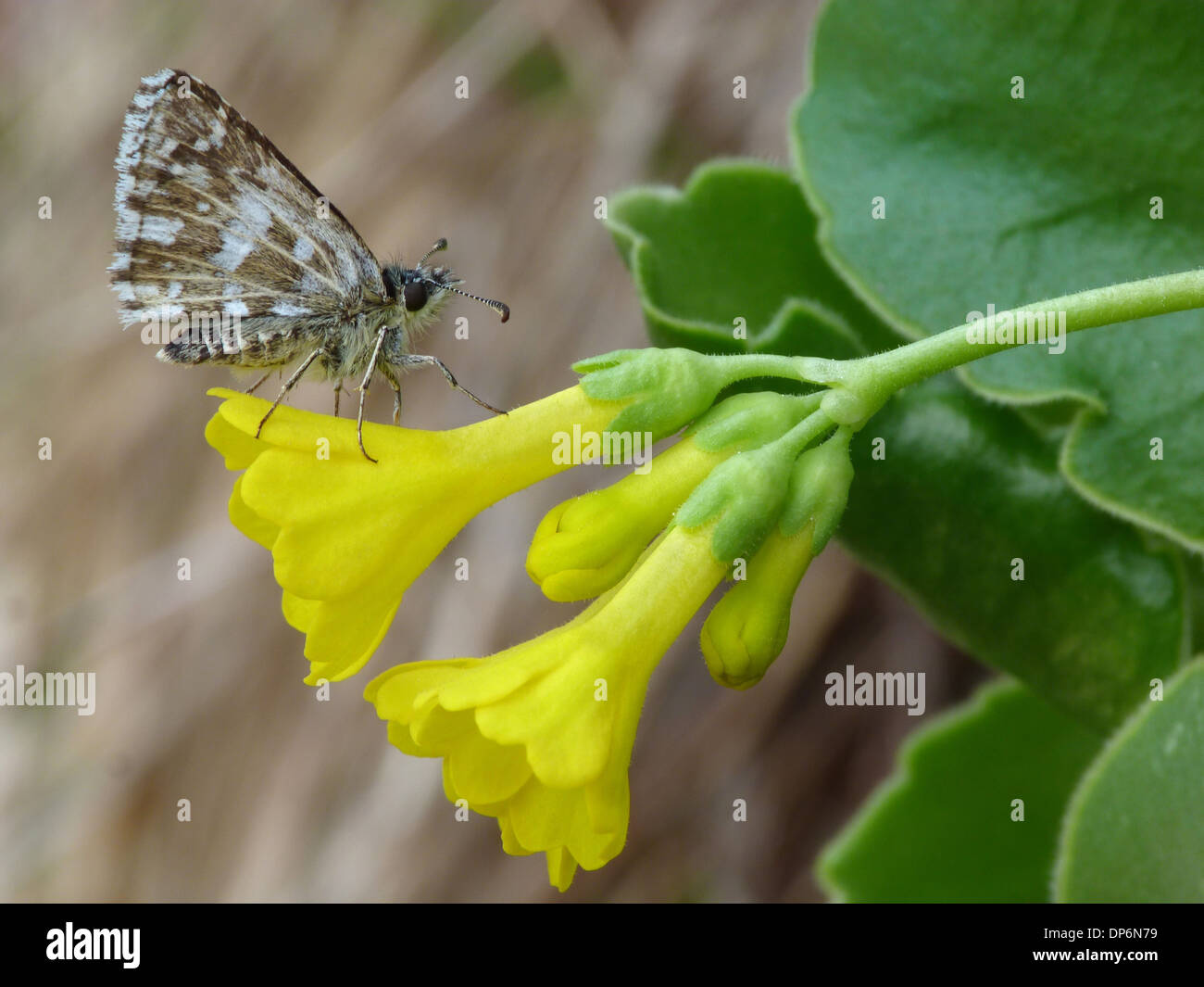 Grizzled Skipper (Pyrgus malvae) adult male, resting on Auricula (Primula auricula) flower, Dolomites, Italian Alps, Italy, June Stock Photo