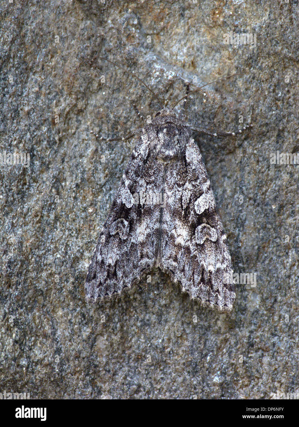 Great Brocade (Eurois occulta) adult, resting on stone, Cannobina Valley, Italian Alps, Piedmont, Northern Italy, July Stock Photo