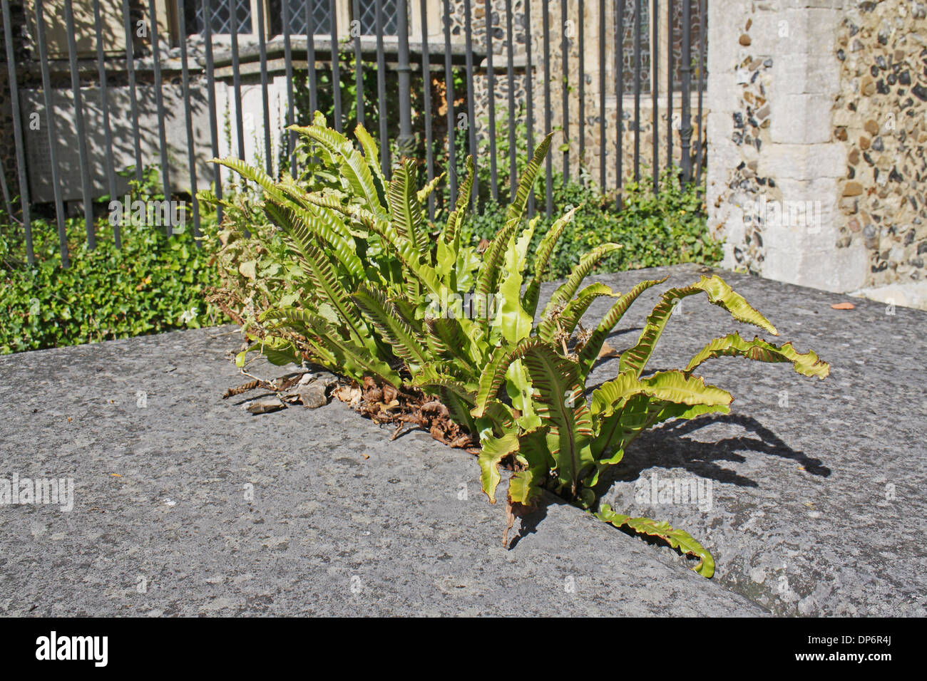 Hart's-tongue Fern (Phyllitis scolopendrium) fronds growing from cracked tombstone in village churchyard St. Mary's Church Stock Photo