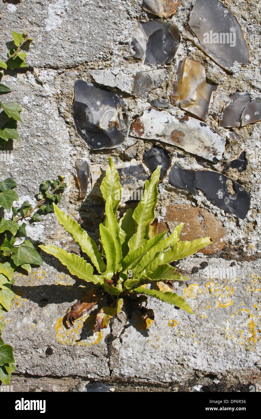 Hart's-tongue Fern (Phyllitis scolopendrium) fronds growing from crevice in wall of village church St. Mary's Church Mendlesham Stock Photo