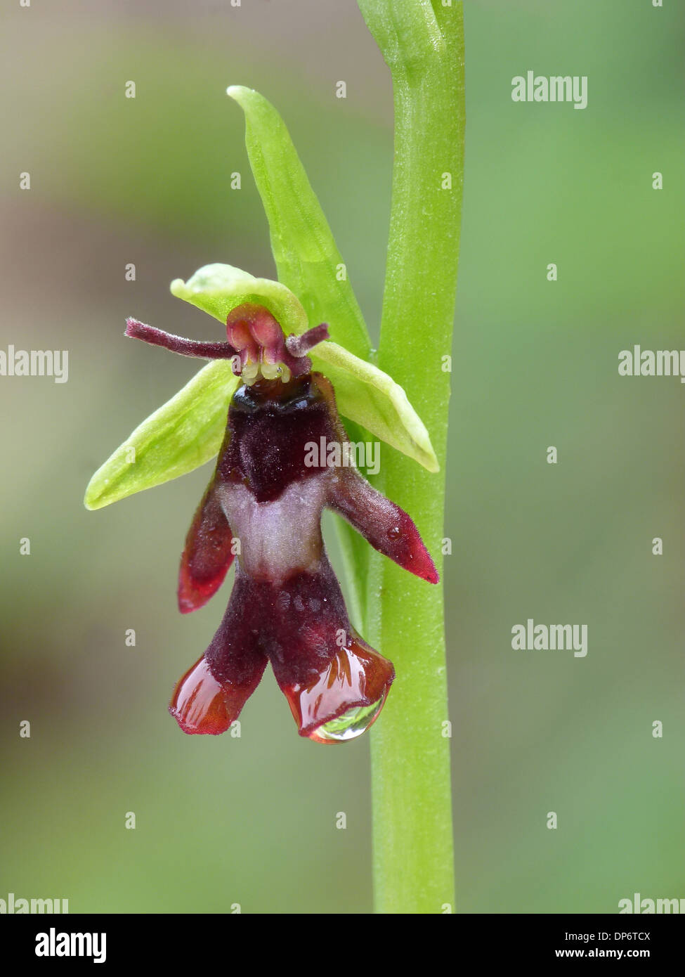 Fly Orchid (Ophrys insectifera) close-up of flower with raindrops, Dolomites, Italian Alps, Italy, June Stock Photo