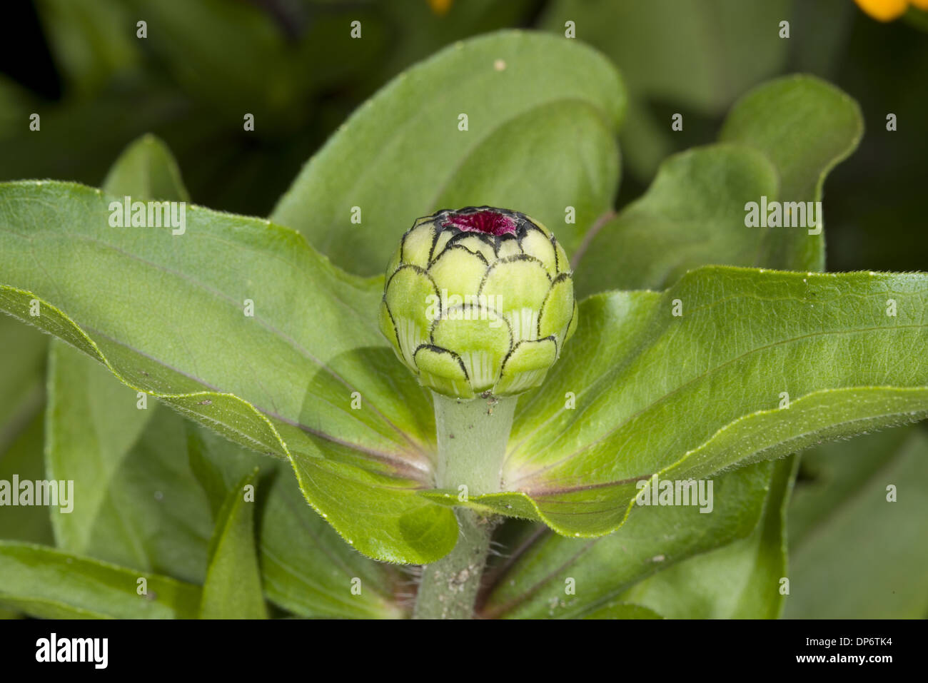 Zinnia (Zinnia elegans) close-up of flowerbud, in garden, Ottawa, Ontario, Canada, July Stock Photo