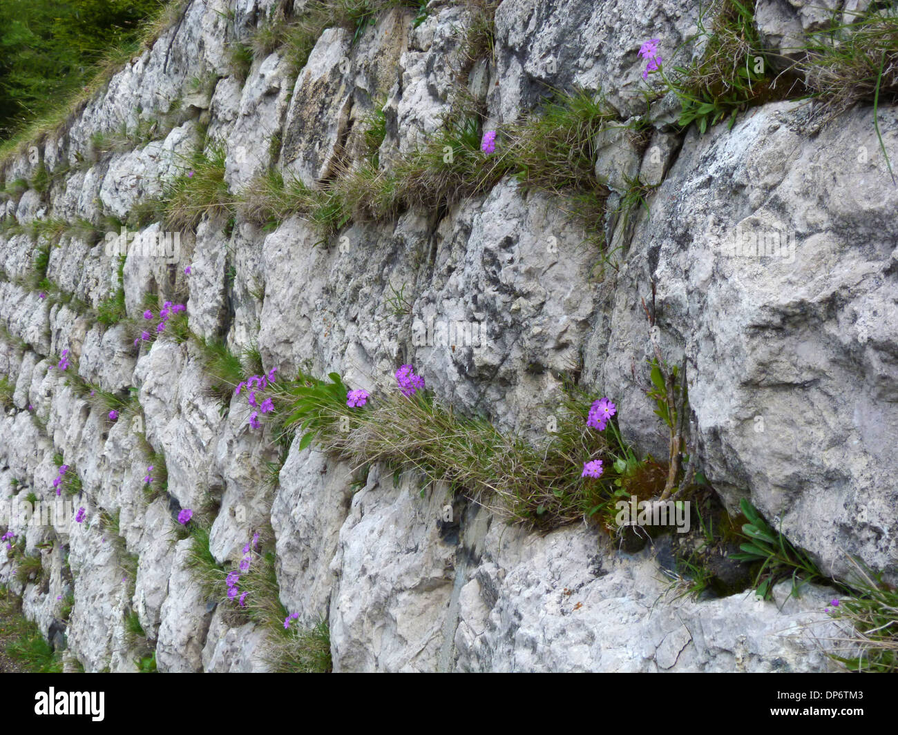 Birdseye Primrose (Primula farinosa) flowering growing in crevises of limestone wall on roadside Dolomites Italian Alps Italy Stock Photo