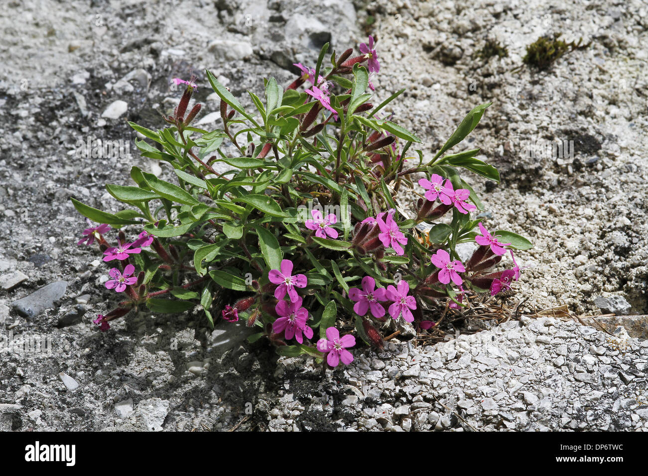 Rock Soapwort (Saponaria ocymoides) flowering, growing on roadside verge, Dolomites, Italian Alps, Italy, June Stock Photo