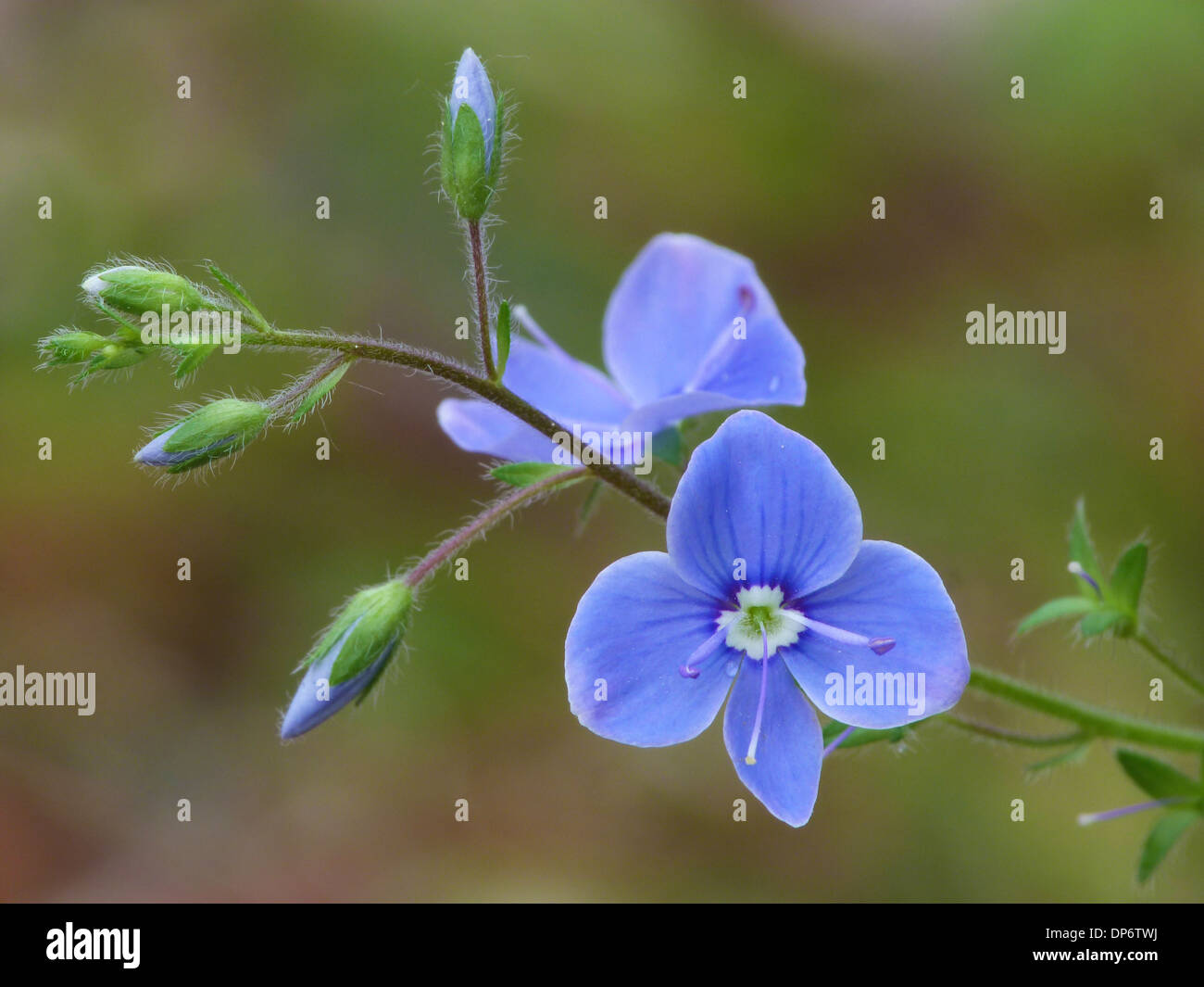 Germander Speedwell (Veronica chamaedrys) close-up of flowers and flowerbuds, Dolomites, Italian Alps, Italy, June Stock Photo