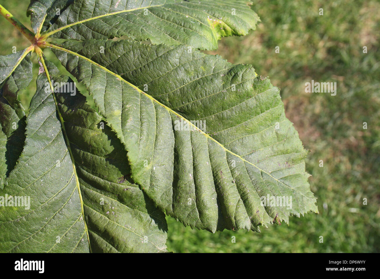 Red Horse Chestnut (Aesculus x carnea) closeup of leaf, in garden