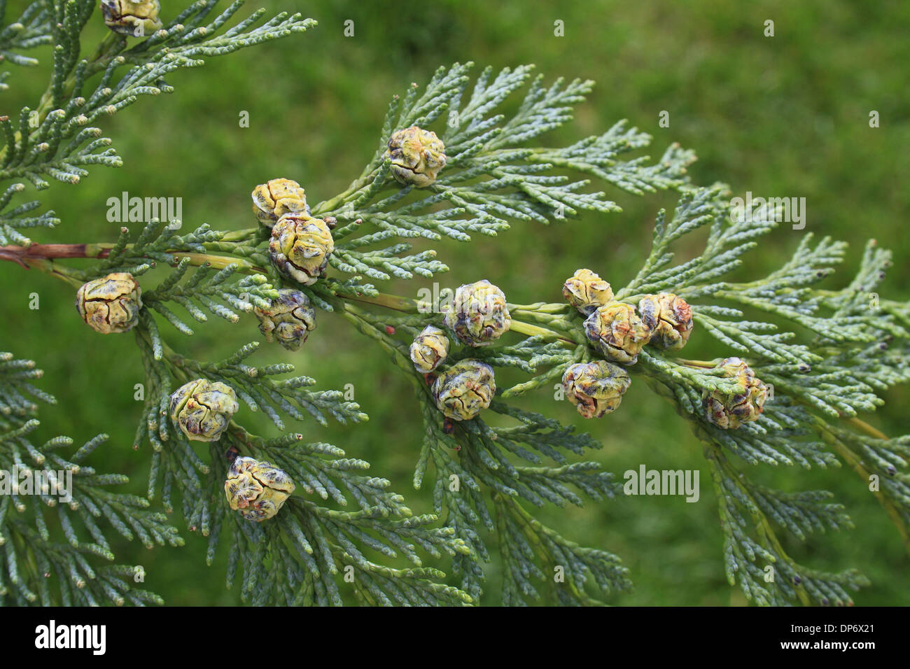 Lawson Cypress (Chamaecyparis lawsoniana) close-up of cones, in garden, Suffolk, England, September Stock Photo