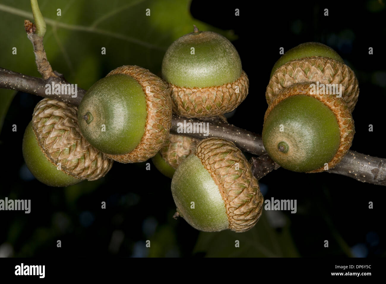 Pin Oak (Quercus palustris) closeup of acorns, Ottawa, Ontario, Canada