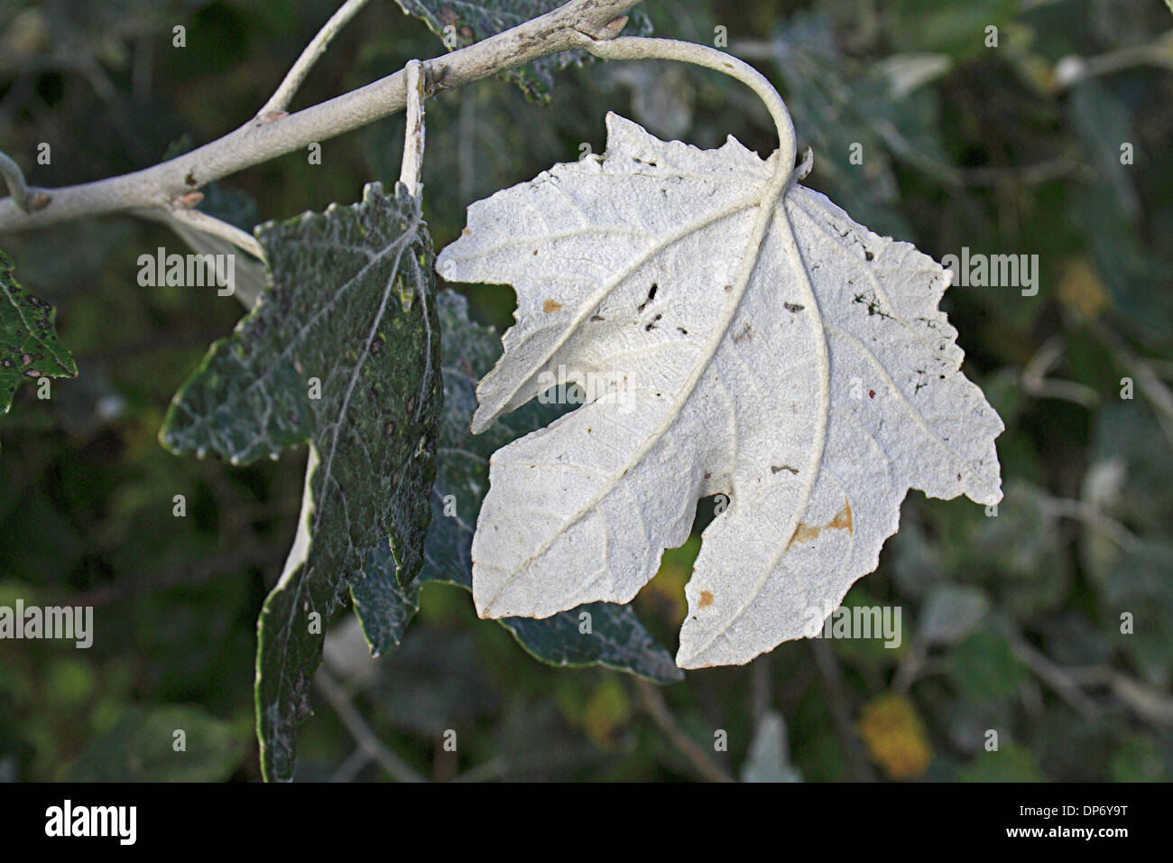 White Poplar (Populus alba) close-up of leaf underside, growing in hedgerow, Mendlesham, Suffolk, England, September Stock Photo