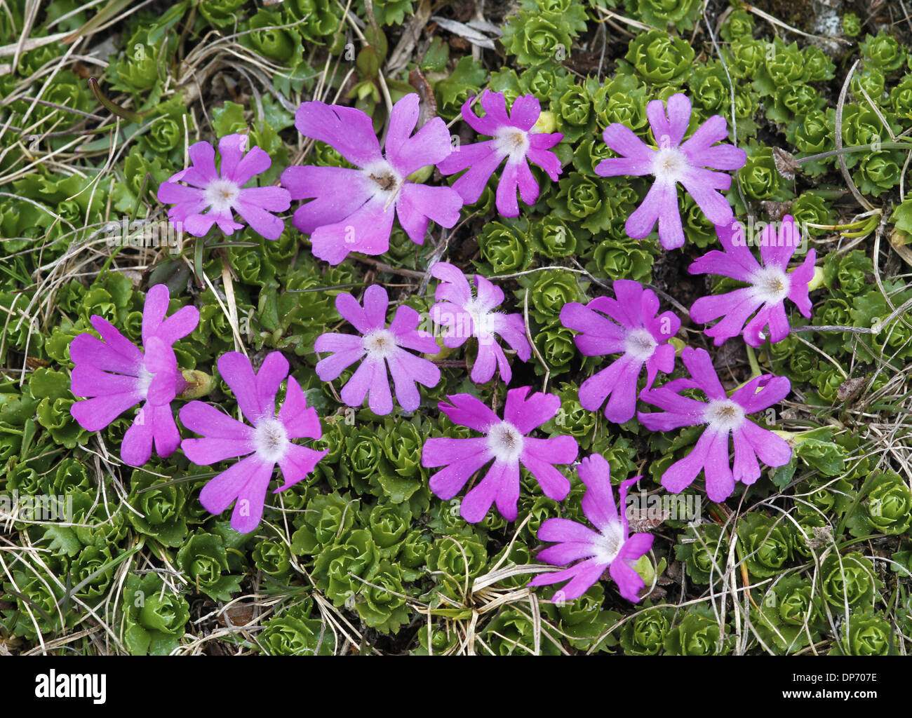 Least Primrose (Primula minima) flowering, Dolomites, Italian Alps, Italy, June Stock Photo
