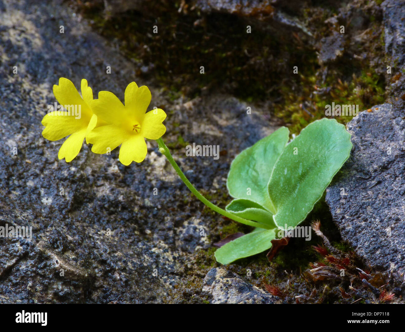 Auricula (Primula auricula) flowering, growing in crevise of limestone, Dolomites, Italian Alps, Italy, June Stock Photo