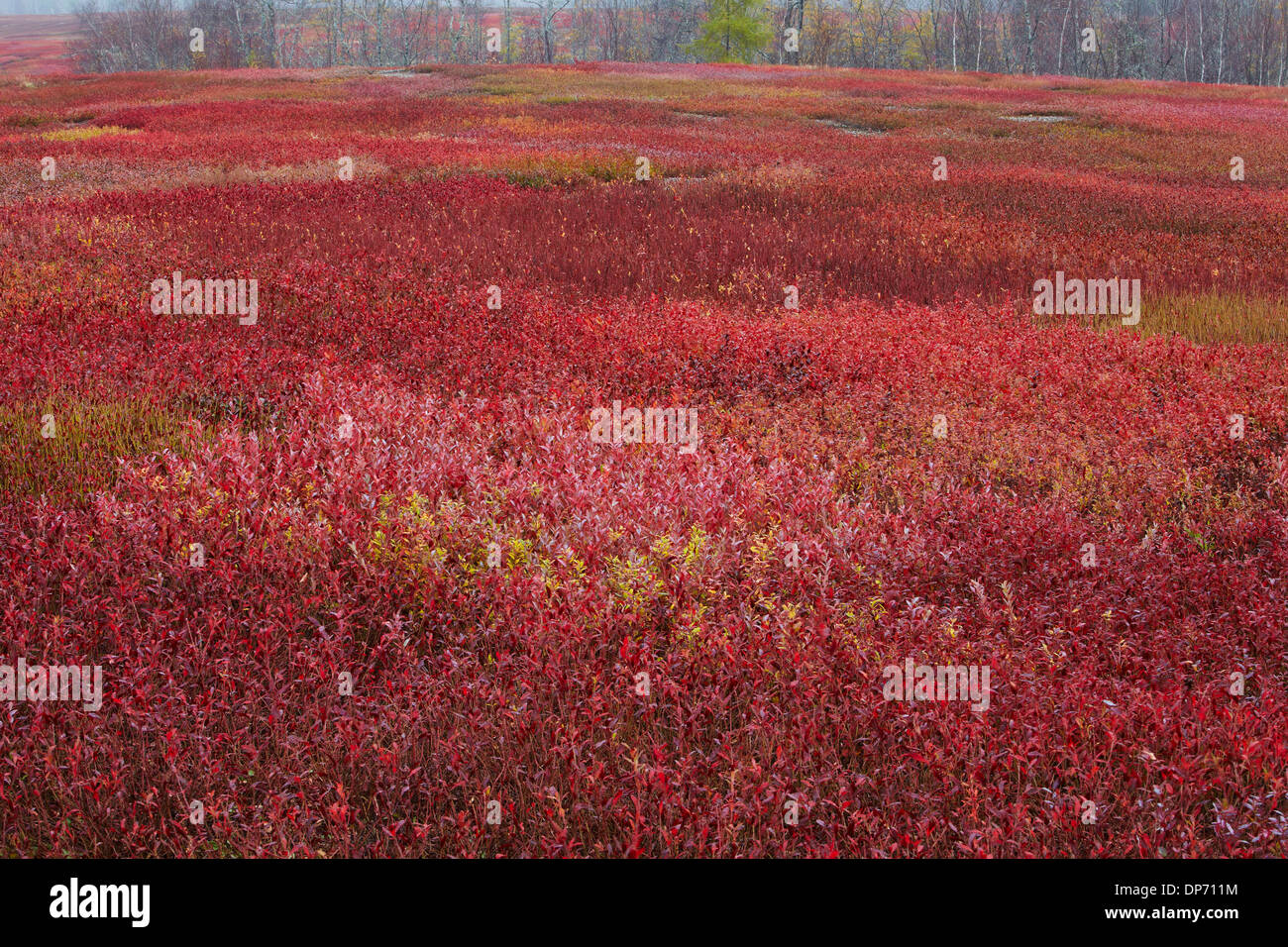 Foliage of blueberry barrons in Maine Stock Photo