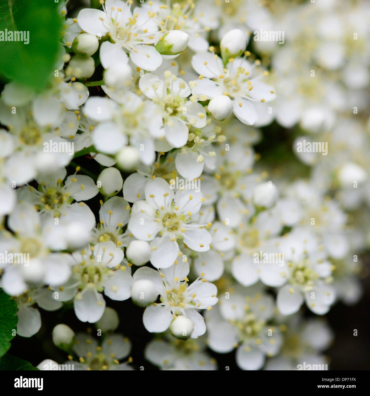 charming pyracantha flowers in spring  Jane Ann Butler Photography  JABP821 Stock Photo