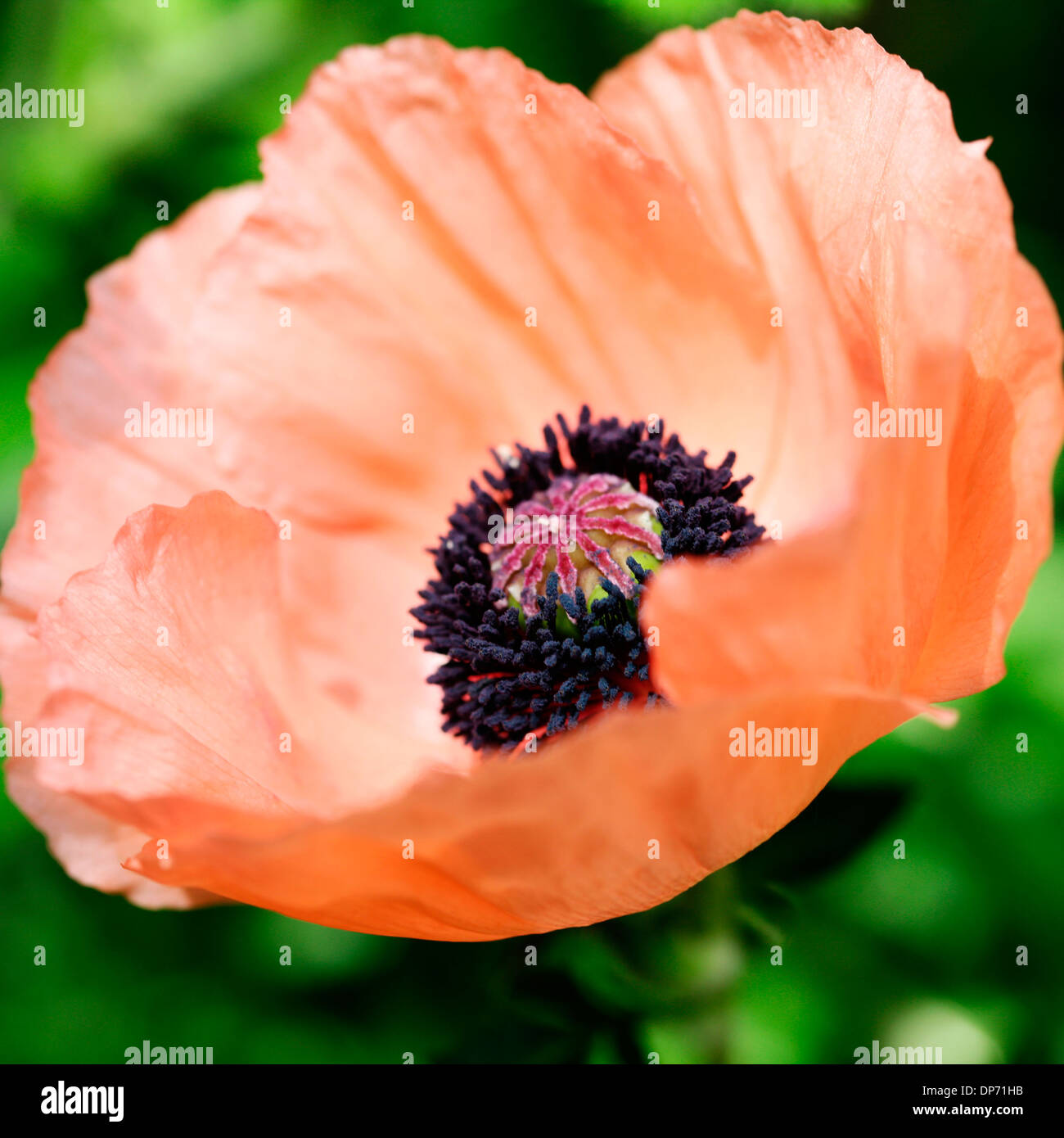 gorgeous orange oriental poppy carneum  Jane Ann Butler Photography  JABP814 Stock Photo