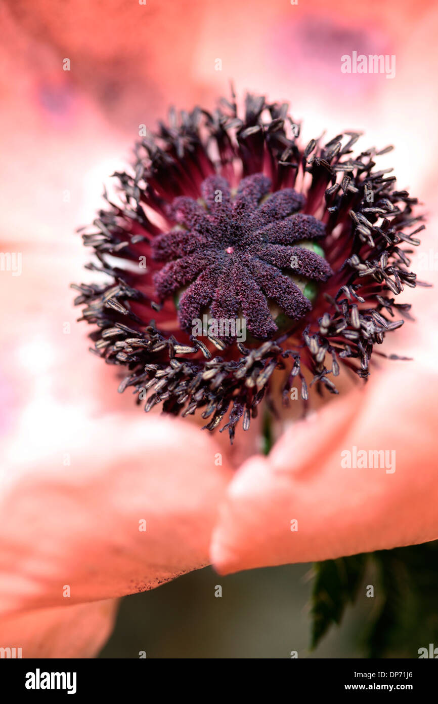 gorgeous blush pink, orange carneum oriental poppy  Jane Ann Butler Photography  JABP807 Stock Photo