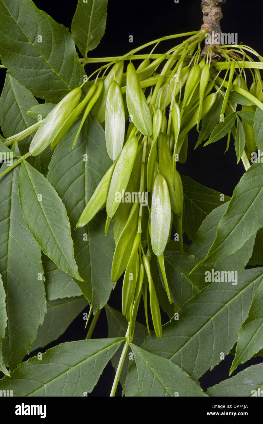 Seeds or fruit of an ash tree, Fraxinus excelsior, known as keys Stock Photo