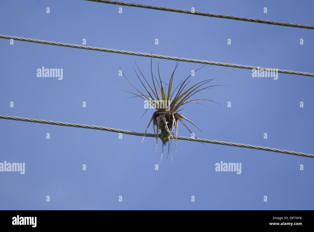 Bromeliad (Tillandsia sp.) growing on overhead telephone wire, Tobago, Trinidad and Tobago, October Stock Photo