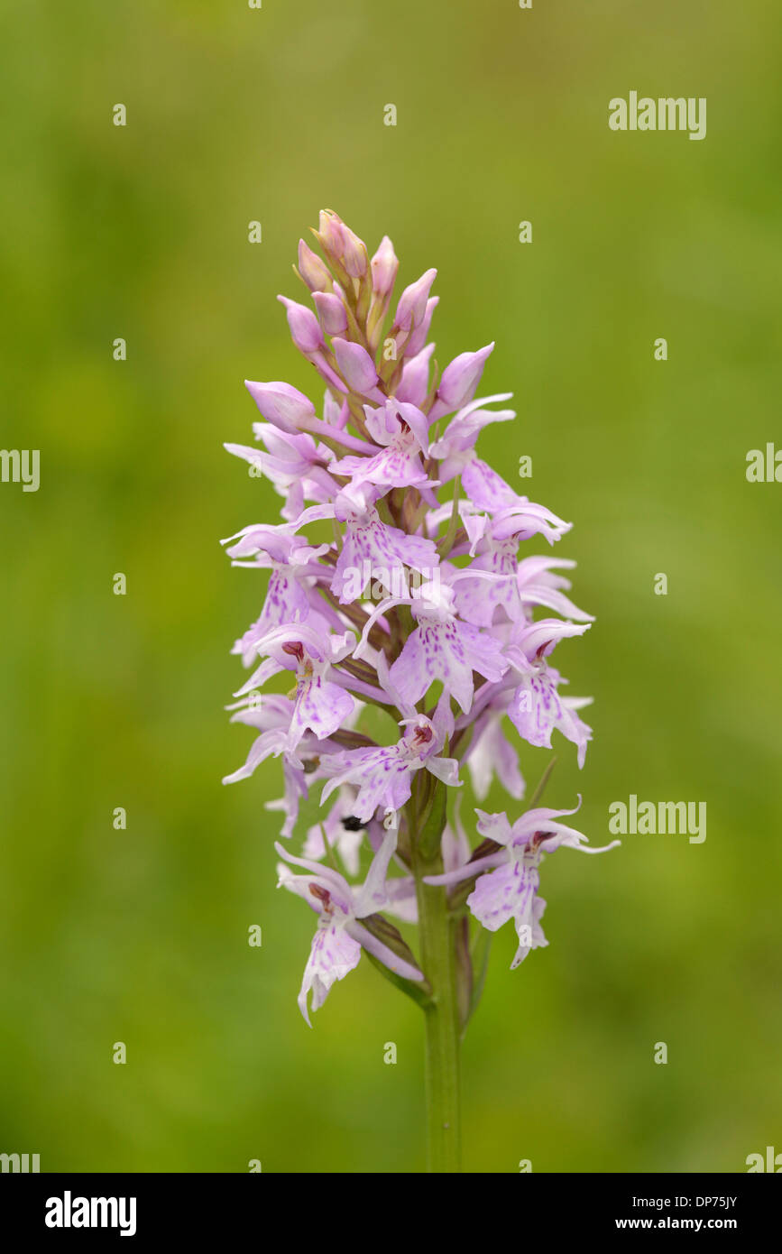 common-spotted-orchid-dactylorhiza-fuchsii-close-up-of-flowerspike