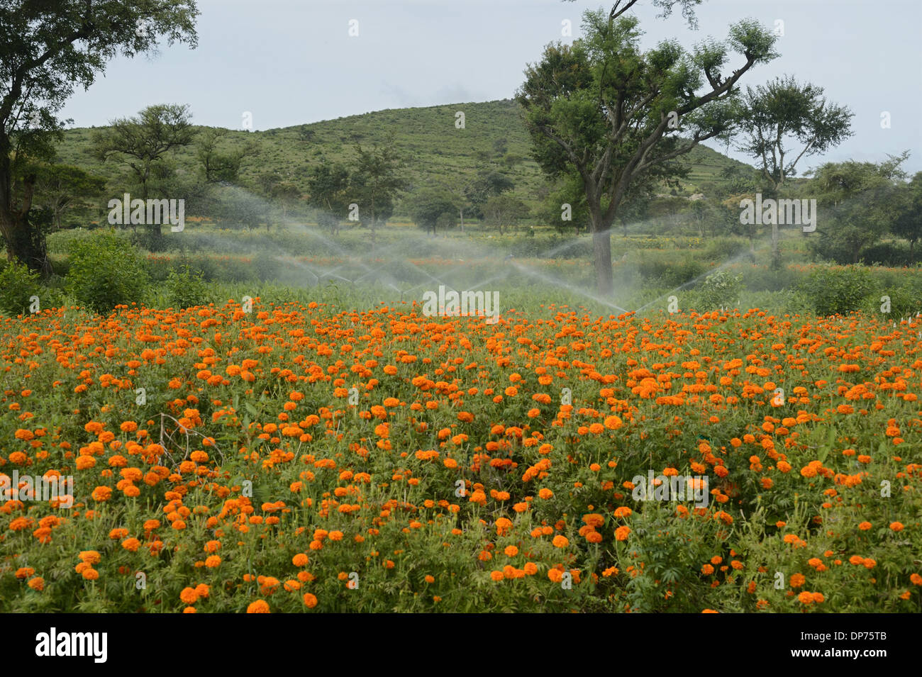 Floriculture irrigator system watering Aztec Marigold (Tagetes erecta) flowers growing in field Gundelpet Karnataka India Stock Photo