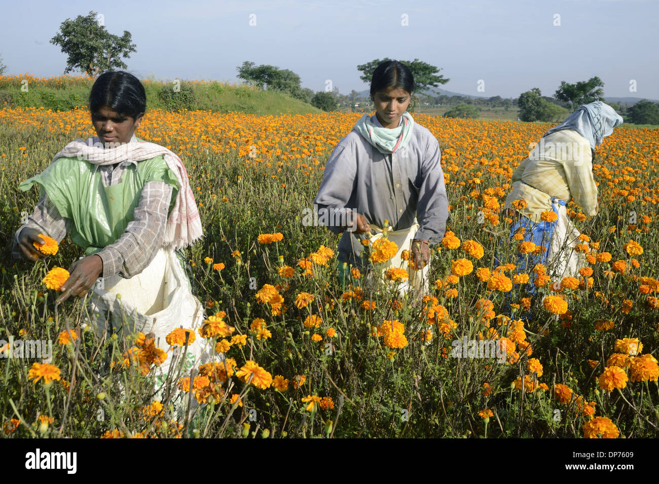 Floriculture, workers picking Aztec Marigold (Tagetes erecta) flowers, growing in field, Gundelpet, Karnataka, India, September Stock Photo