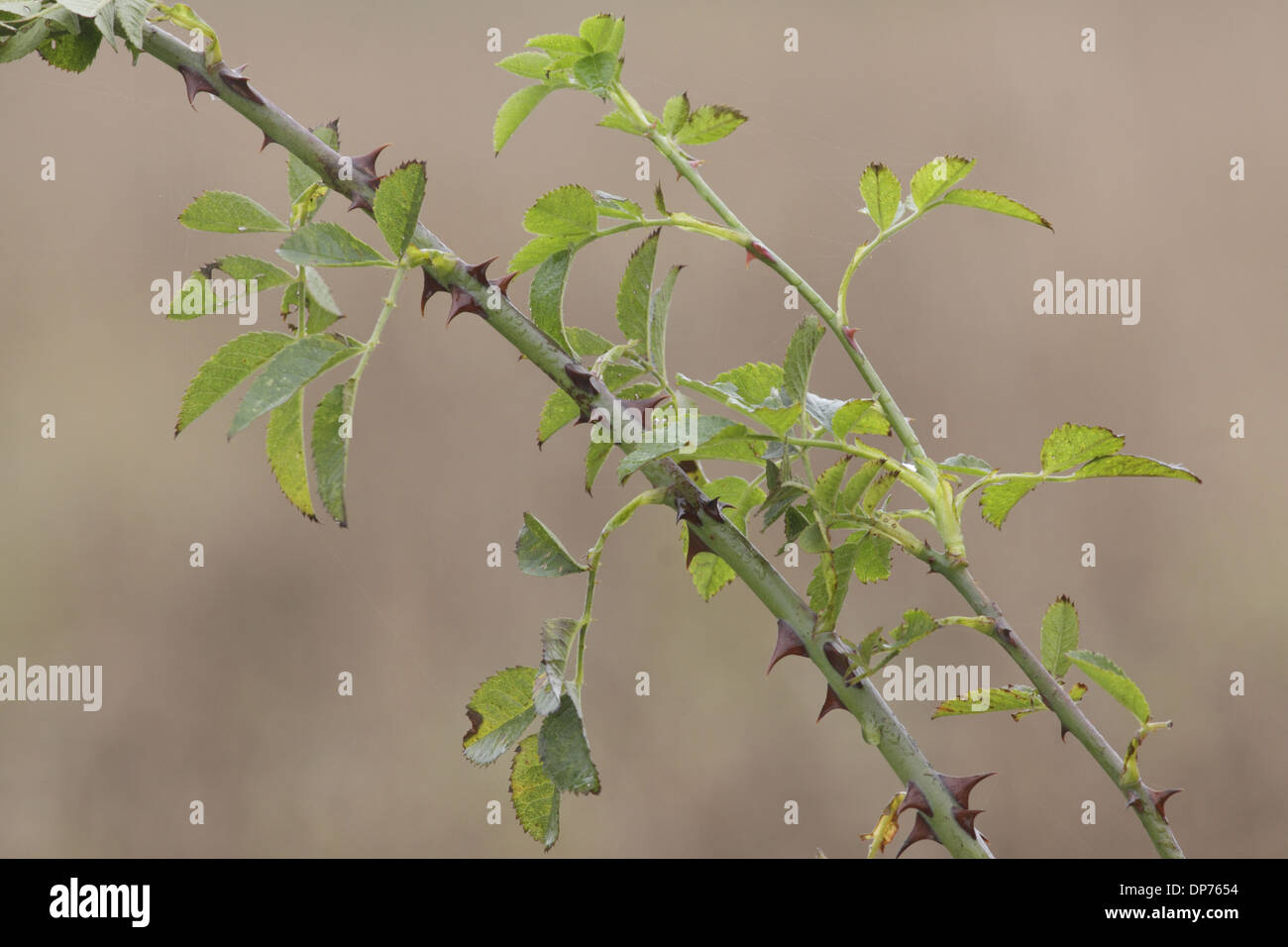 Dog Rose (Rosa canina) close-up of stems and leaves, West Yorkshire, England, October Stock Photo