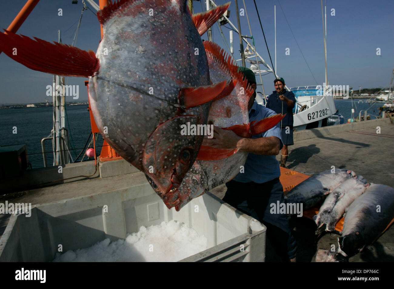 Nov 01, 2006; San Diego, CA, USA; ENRIQUE MEZA, rear, and CARLOS ACUNA (tilde over the N) unloaded locally caught Opah, a type of pelagic sunfish,  at the Chesapeake Fish Company at Seaport Village on Wednesday, November 1, 2006.  Mandatory Credit: Photo by John Gibbins/SDU-T/ZUMA Press. (©) Copyright 2006 by SDU-T Stock Photo