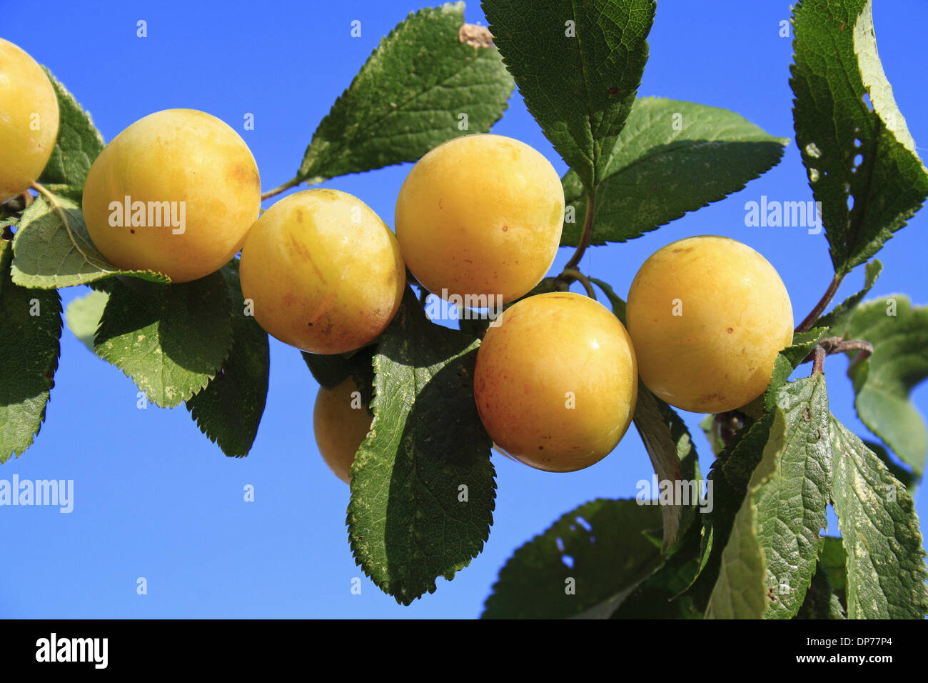 Greengage tree hires stock photography and images Alamy