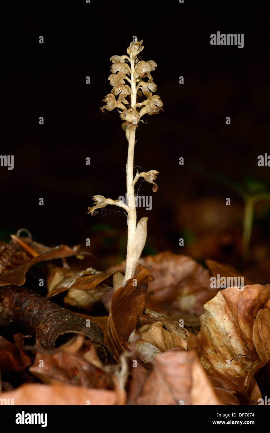 Bird's Nest Orchid (Neottia nidusavis) flowerspike, growing amongst