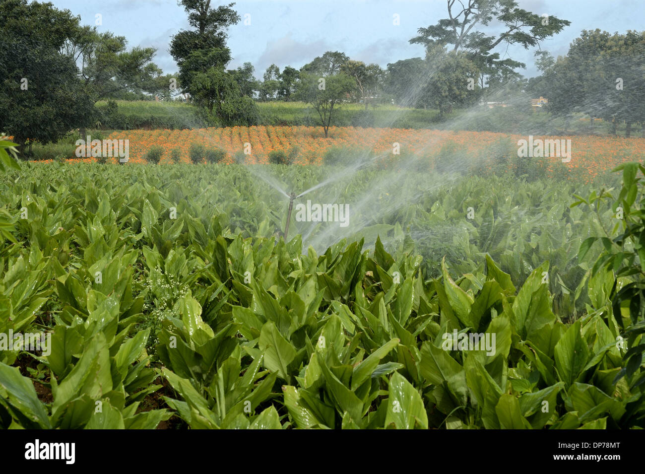 Turmeric (Curcuma longa) crop, with irrigator system watering field