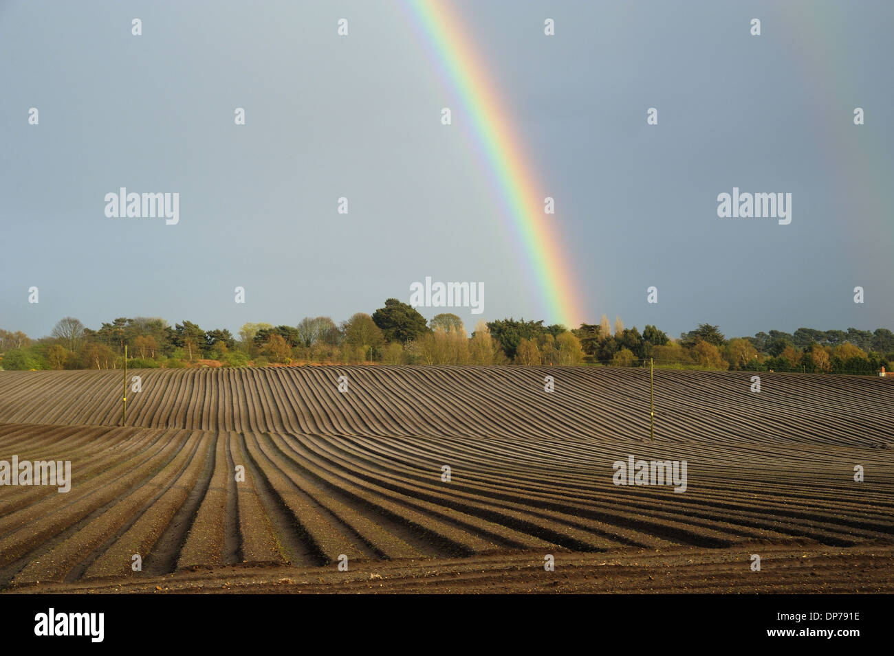Rainbow over trees and arable field with furrows, in evening sunlight, Aldeburgh, Suffolk, England, April Stock Photo
