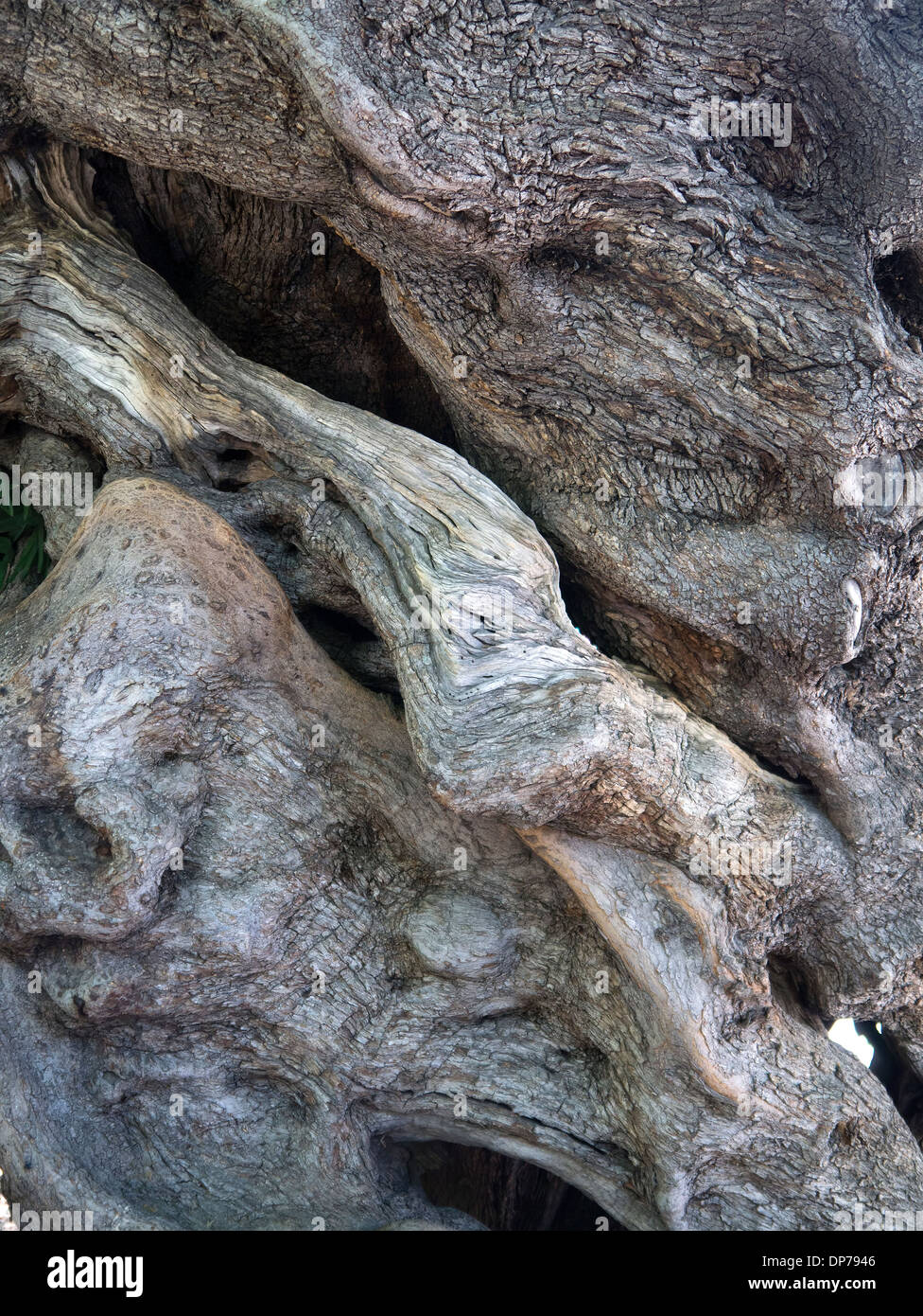 Gnarled old olive tree trunk known as the Cort Olive Stock Photo