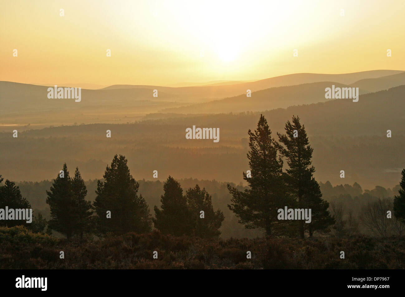 View Over Scots Pine Pinus Sylvestris Forest Habitat At Sunrise 