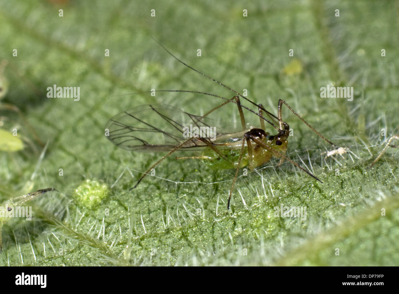 Stinging nettle aphid, Microlophium carnosum, winged alate on a stinging nettle leaf Stock Photo